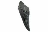 Partial Fossil Megalodon Tooth - South Carolina #277442-1
